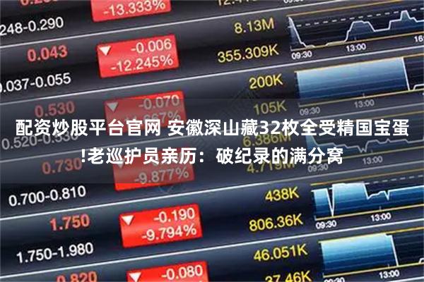 配资炒股平台官网 安徽深山藏32枚全受精国宝蛋!老巡护员亲历：破纪录的满分窝